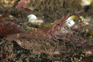 Shrimp Prints: Humpback Prawn (Pandalus montagui) St Abbs Voluntary Marine Reserve, Scotland (North Sea)