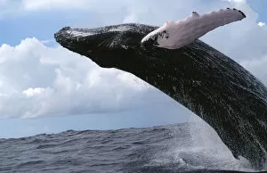 Humpback whale breaching {Megaptera novaengliae} Dominican Republic, Caribbean