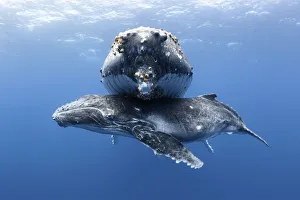 Humpback whale calf (Megaptera novaeangliae) male resting beneath his resting mother