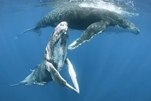 Tony Wu Prints: Humpback whale female calf (Megaptera novaeangliae) posing with her pectoral fins held together