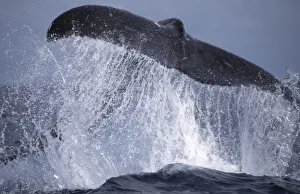 Communication Prints: Humpback whale lobtailing {Megaptera novaengliae} Dominican Republic, Caribbean
