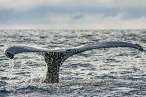 2018 July Highlights Gallery: Humpback whale (Megaptera novaeangliae) tail fluke above water, Bay of Fundy, New Brunswick