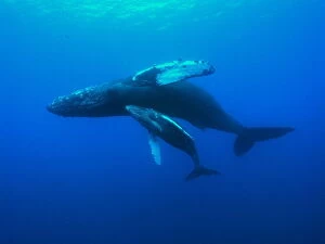 Animal Family Gallery: Humpback whale (Megaptera novaeangliae) mother and calf swimming, Hawaii, Pacific Ocean