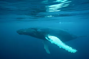 Humpback whale (Megaptera novaeangliae)just under surface, off Shetland, Scotland, UK