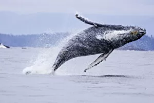 Humpback whale (Megaptera novaeangliae), breaching, Barkley Sound, Vancouver Island