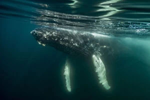 Images Dated 8th November 2016: Humpback whale (Megaptera novaeangliae), Bay of Fundy, Canada. November