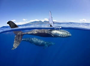 Animal Flipper Gallery: Humpback whale (Megaptera novaeangliae), mother and calf swimming just below surface