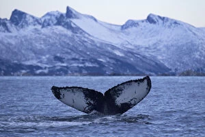 Images Dated 24th January 2015: Humpback whale (Megaptera novaeangliae) tail fluke above water before diving, Senja