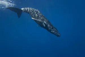 Images Dated 21st February 2010: Humpback Whale (Megaptera novaeangliae) beginning a deep dive. Hawaii