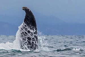 Humpback whale (Megaptera novaeangliae), with flipper raised in the air above water