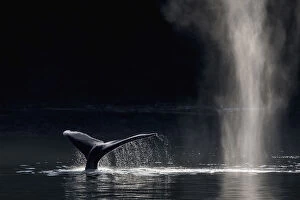 2019 April Highlights Gallery: Humpback Whale (Megaptera novaeangliae) blowing or spouting and fluking, Southeast Alaska