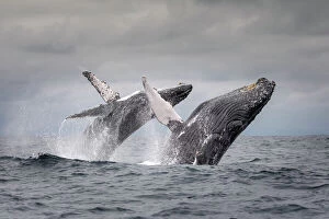 Images Dated 2018 July: Humpback whale (Megaptera novaeangliae) two breaching at the same time together, Puerto Lopez