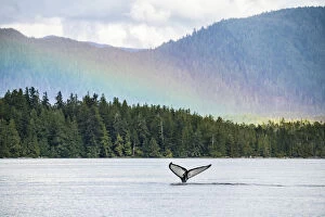Spectrum Collection: Humpback whale (Megaptera novaeangliae) and rainbow over the Great Bear Rainforest