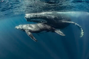 Images Dated 27th November 2017: Humpback whale (Megaptera novaeangliae) mother with young calf in tropical sheltered
