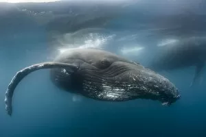 Images Dated 23rd July 2019: Humpback whale (Megaptera novaeangliae), Antarctic Peninsula, Antarctica
