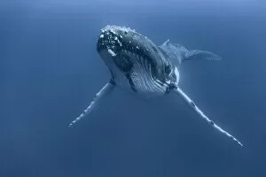 Images Dated 28th July 2016: Humpback whale (Megaptera novaeangliae) male resting, Vava u, Kingdom of Tonga