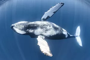 Images Dated 28th July 2016: Humpback whale (Megaptera novaeangliae) juvenile male