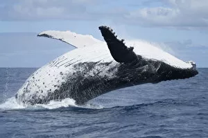 Images Dated 14th November 2016: Humpback whale (Megaptera novaeangliae) adult female breaching, Vava u, Tonga
