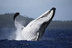 Images Dated 14th November 2016: Humpback whale (Megaptera novaeangliae) male breaching in front of Hunga island in Vava u