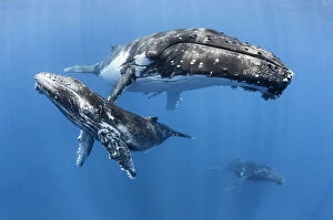 Humpback whale (Megaptera novaeangliae) male calf relaxing with his mother and an