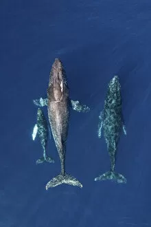 Images Dated 9th September 2020: Humpback whale (Megaptera novaeangliae), mother and calf with male escort, aerial view