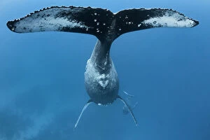 Images Dated 28th July 2016: Humpback whale (Megaptera novaeangliae), fluke of female with male calf playing below, Vava'u