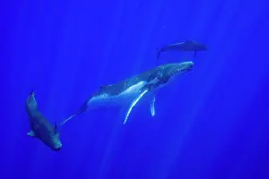 Humpback whale (Megaptera novaeangliae) playing with two Short finned pilot whales (Globicephala macrorhynchus), off Moorea, French Polynesia, Pacific Ocean