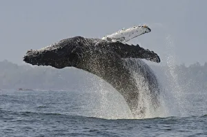 Humpback whale (Megaptera novaeangliae) adult breaching, Vancouver Island, British Columbia