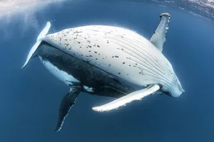 Humpback whale (Megaptera novaeangliae australis) courtship, with the female above showing her abdomen and the male below. Vava'u, Tonga. Pacific Ocean