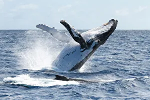 Tony Wu Prints: Humpback whale (Megaptera novaeangliae australis) female breaching