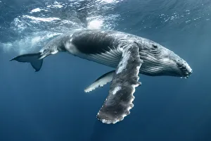 Humpback whale (Megaptera novaeangliae australis) male calf playing at ocean surface after coming up to breathe. Vava'u Islands, Tonga