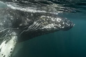 Humpback whale (Megaptera novaeangliae) Bay of Fundy, Canada. November