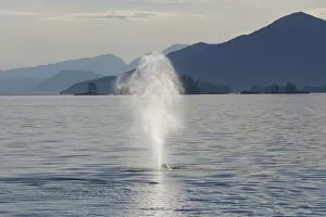 Whales Gallery: Humpback whale (Megaptera novaeangliae) blowing, Prince William Sound, Alaska, USA, July