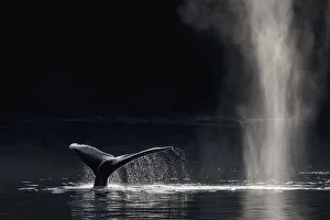 Surface Prints: Humpback whale (Megaptera novaeangliae) blowing or spouting and fluking