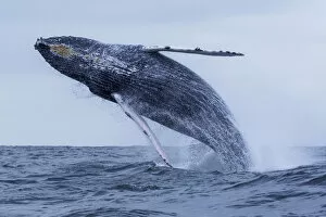 Images Dated 13th August 2015: Humpback Whale (Megaptera novaeangliae) breaching, Machalilla National Park, Manabi, Ecuador