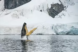 Humpback whale (Megaptera novaeangliae) breaching, Antarctic Peninsula, Antarctica