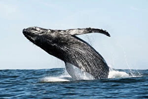Southern Africa Gallery: Humpback whale (Megaptera novaeangliae) breaching, near Hout Bay, South Africa