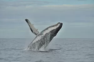 Humpback whale (Megaptera novaeangliae) breaching, Kwazulu-Natal, South Africa