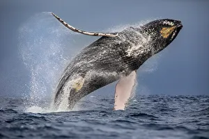 Surface Prints: Humpback whale (Megaptera novaeangliae) breaching, Manabi, Ecuador, Pacific Ocean