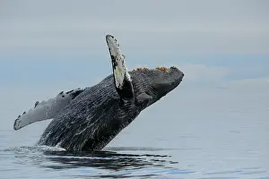 Hunchbacked Whale Prints: Humpback whale (Megaptera novaeangliae) breaching
