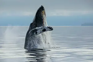 Mist Prints: Humpback whale (Megaptera novaeangliae) breaching from the calm