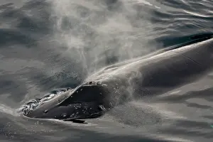Breathing Prints: Humpback whale (Megaptera novaeangliae) breathing at ocean surface