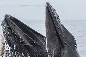 Hunchbacked Whale Prints: Humpback whale (Megaptera novaeangliae) bubblenetting / lunge-feeding