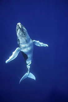 2013 Highlights Prints: Humpback Whale (Megaptera novaeangliae) calf, Tonga, South Pacific, September