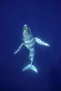 Humpback Whale (Megaptera novaeangliae) calf, Tonga, South Pacific, September
