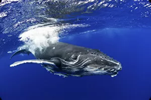 Whales Gallery: Humpback Whale (Megaptera novaeangliae) calf. Tonga, South Pacific, September