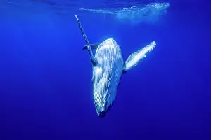 Hunchbacked Whale Prints: Humpback whale (Megaptera novaeangliae) calf