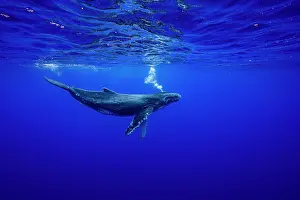 Hunchbacked Whale Prints: Humpback whale (Megaptera novaeangliae) calf