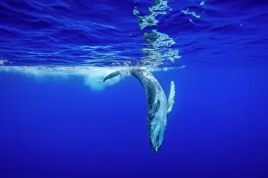 Hunchbacked Whale Prints: Humpback whale (Megaptera novaeangliae) calf