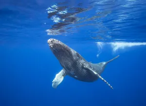 Humpback whale (Megaptera novaeangliae) calf near the surface, Hawaii